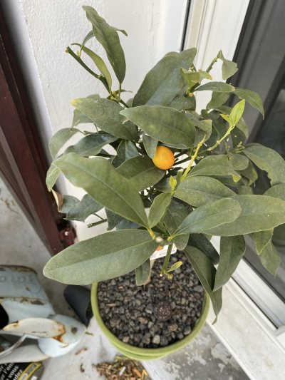 Kumquat