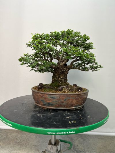 Zelkova “Sa Grossa”