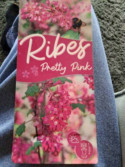Ribes