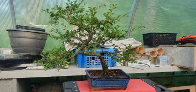 Jardin de Chine