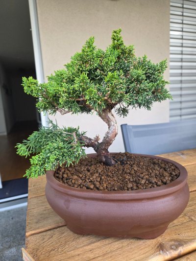 Juniperus Versuch