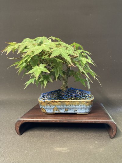 Shohin Erable Palmatum