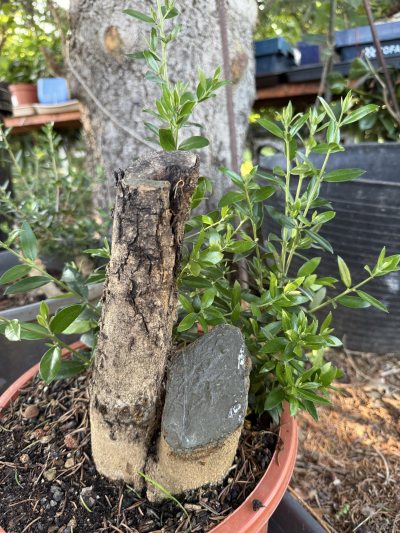 Olivos ( marzo del 26) son tres)