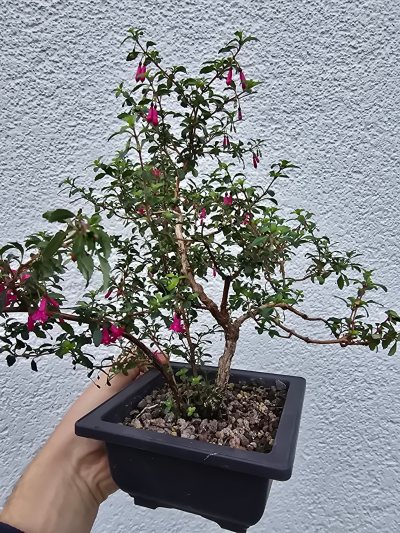 Fuchsie