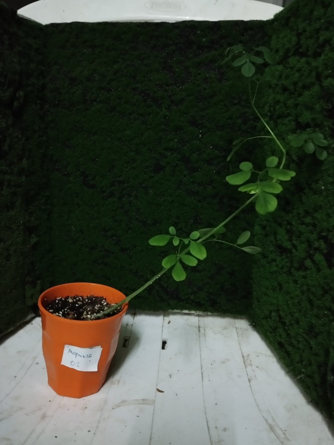 Photo 3