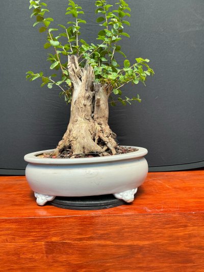 Árbol de jupiter