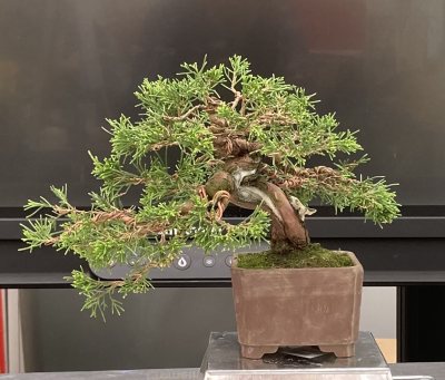 Shohin Genévrier itoigawa