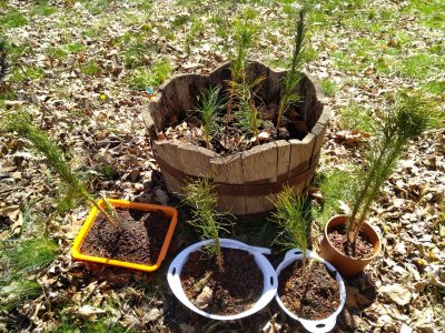 Jack pine