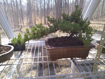 Green mound juniper, stretching arm
