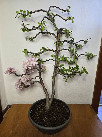 Zierapfel 006