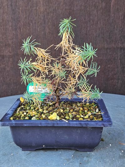 Larix Decidua