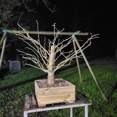 Ginkgo #2