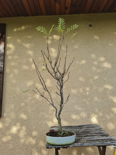 Sorbier des oiseleurs