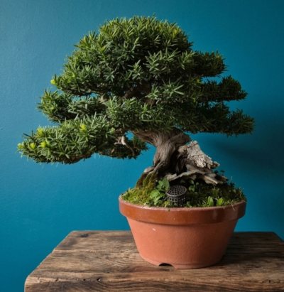 If cuspidata kimura