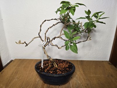 Forsythie 001
