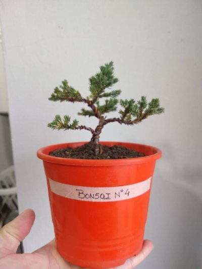Número 4: Juniperus