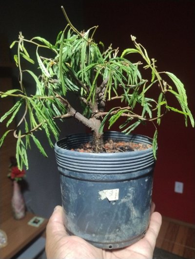 Calliandra