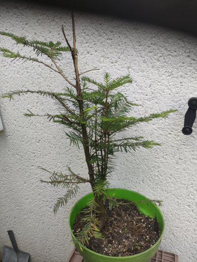 Sapin pectiné des Vosges
