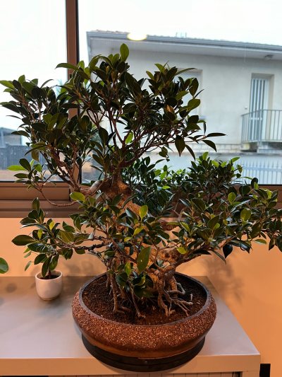 Ficus