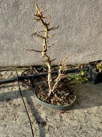 Beschneiden - 05.12.24 - Photo 1/2