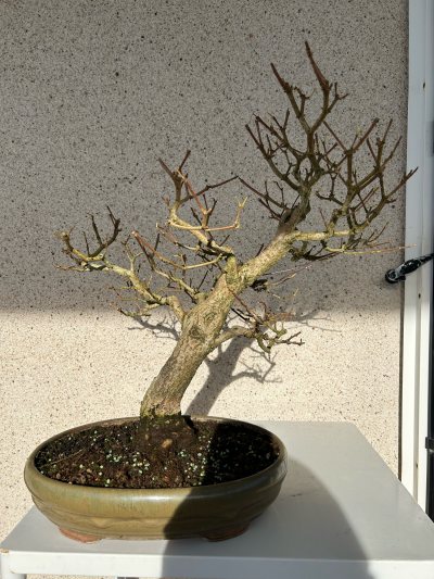 Erable champêtre