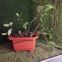 Omplantning - 22.03.2026 - Photo 1/1