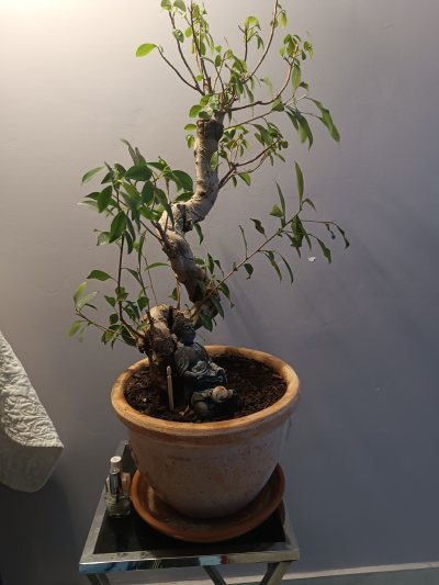 Ficus torturé salon