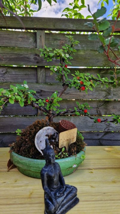 Cotoneaster