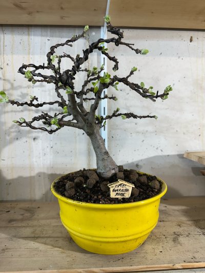 Apfelbaum