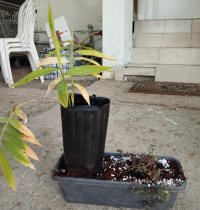 Trasplante - 22/7/26 - Photo 1/1