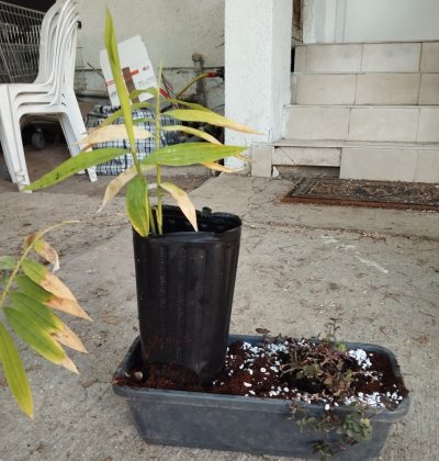 Дендрокаламус широкоцветковый (Dendrocalamus latiflorus) ДШи01