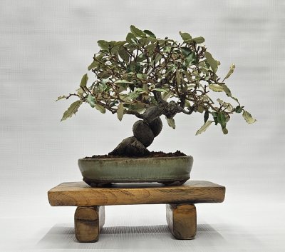 Silverberry 2