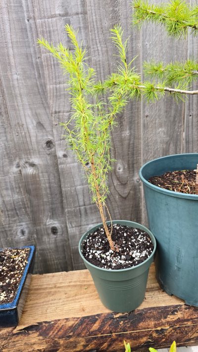 Larch