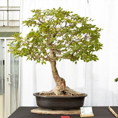 Big Chinese elm