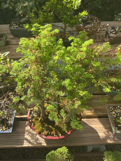 Matesequoia