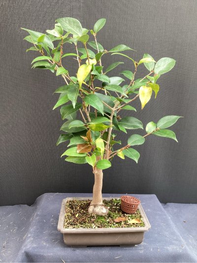 Camelia