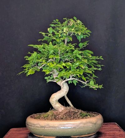 Ligustro