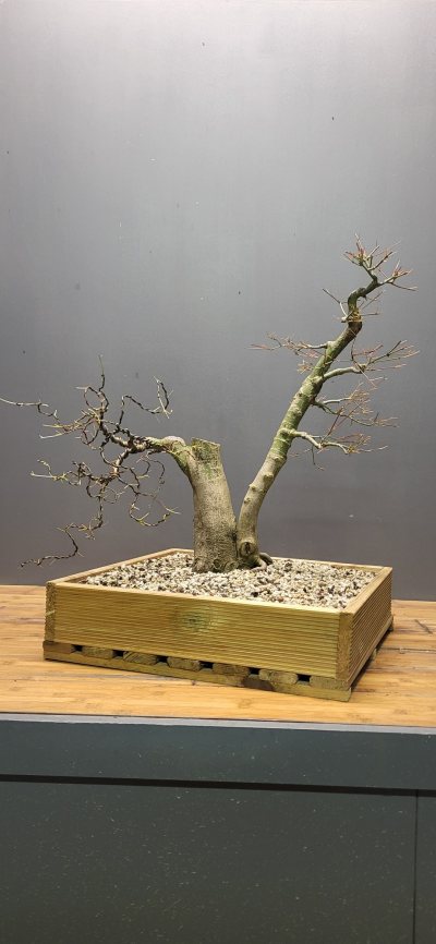 Erable palmatum #2