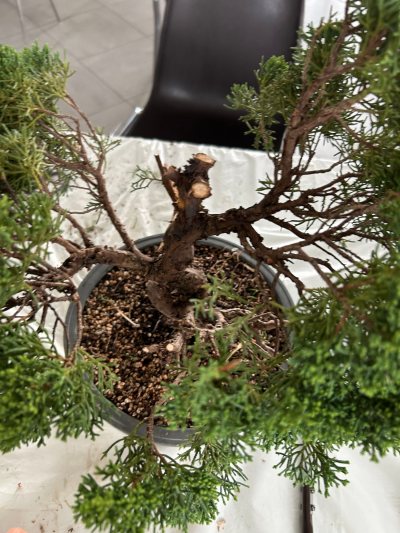 Genévrier chinensis