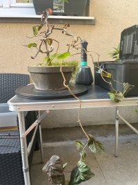 تقليم - ٧‏/٩‏/٢٠٢٥ - Photo 1/2