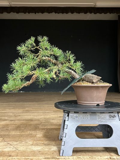 Pin sylvestre - Bonsaï Rocks semi cascade