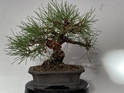 Shohin Pin Noir
