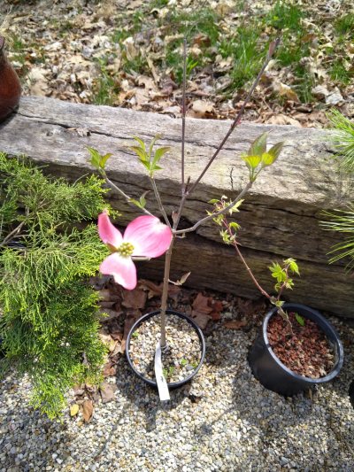 Pink dogwood