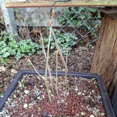 Red Oak Clump