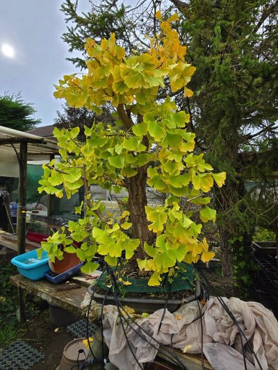 Ginkgo biloba