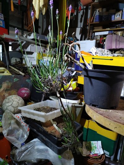 Cascade