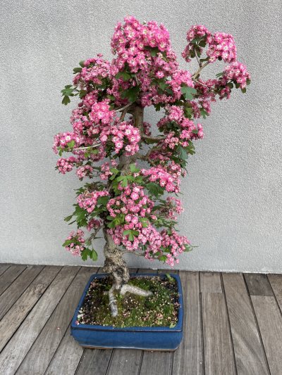 Biancospino Rosa