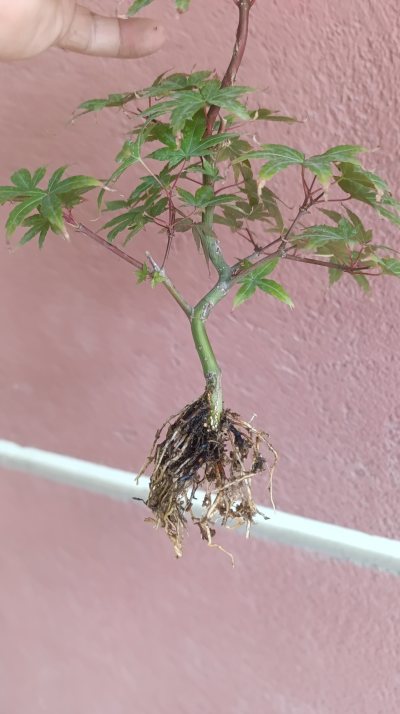 Acer palmatum
