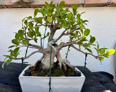 Ficus Tiger Bark