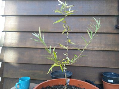 White Olive 002